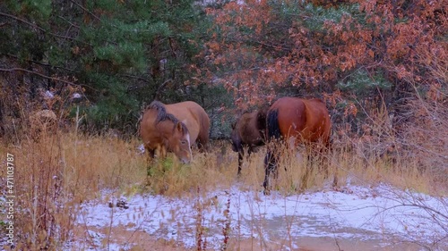 Horses in the snow
