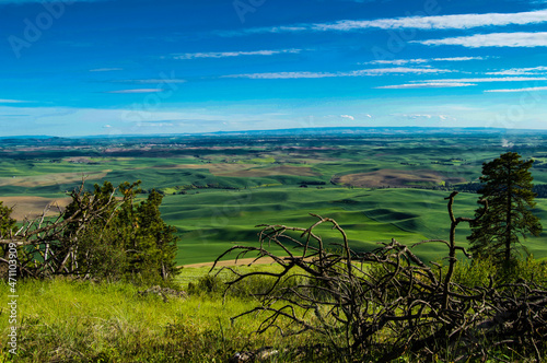 Palouse Rolling Hills in Summer