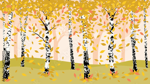 Autumn birch trees