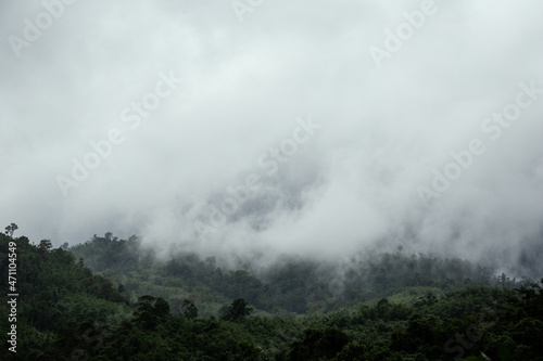 Rainforest jungle aerial view © banjongseal324