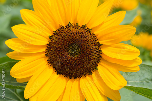 Sunflowers on blurred sunny background 