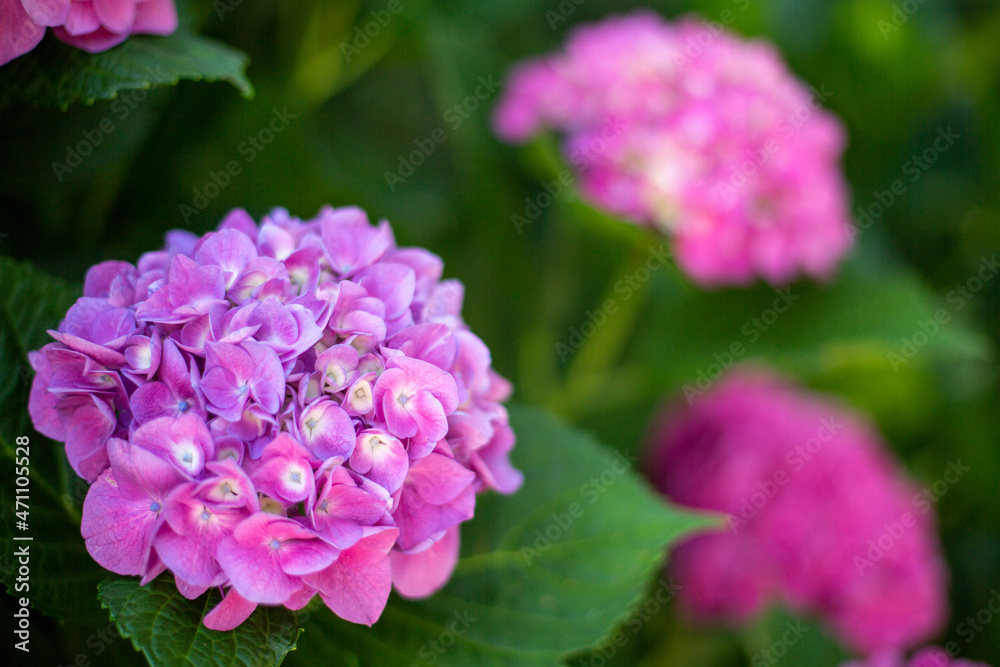 A bush of beautiful blooming hydrangea with many bright pink buds. The background of the image is out of focus. A bush of beautiful blooming hydrangea with many bright pink buds. The background of the image is out of focus.