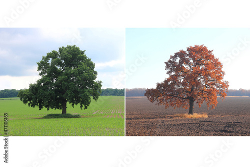 Beautiful collage with tree in summer and tree in autumn