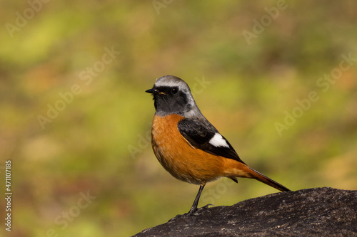 岩に立つオレンジ色の小鳥