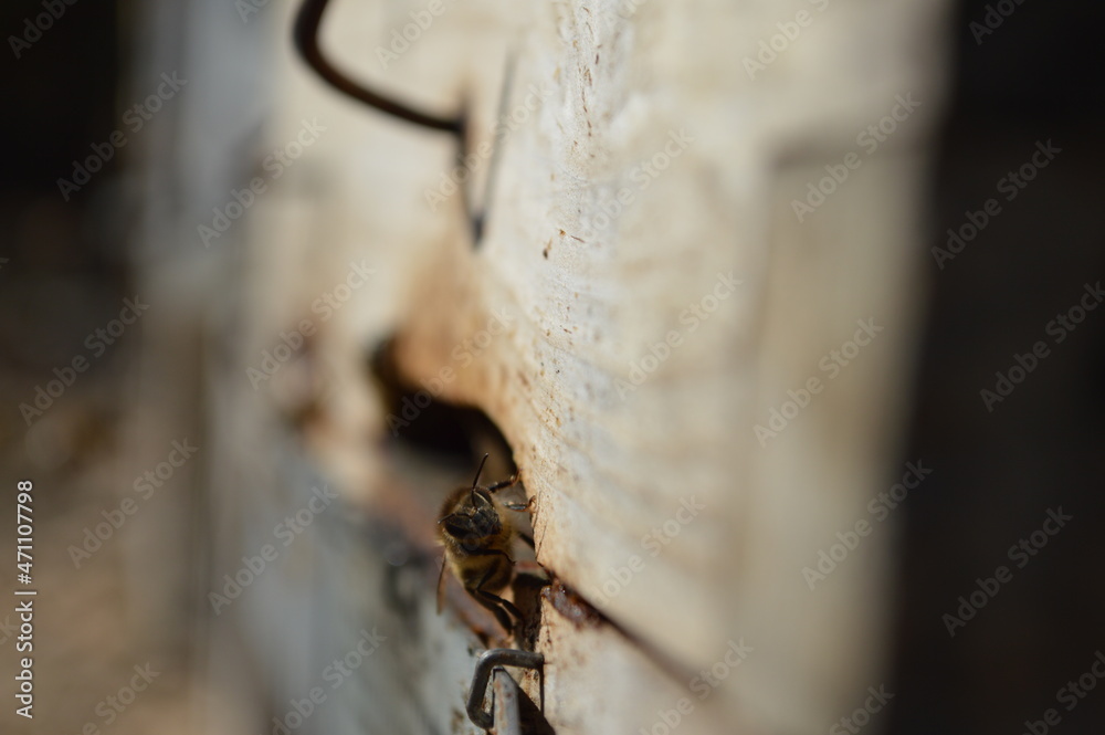 Obraz premium Abejas