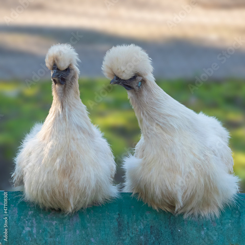 pollo silkie photo