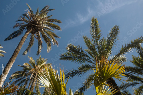 Bottom view of tropical palms against the sky, natural background, tourist background with copy space, toned photo
