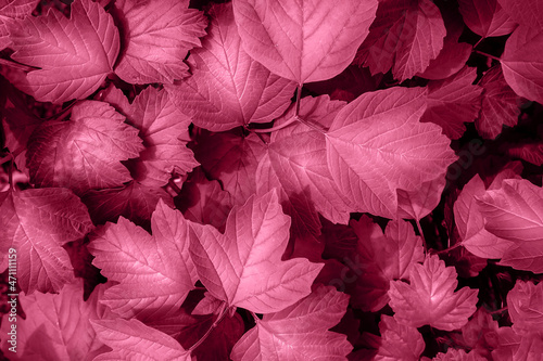 Pacific pink color leaves background texture