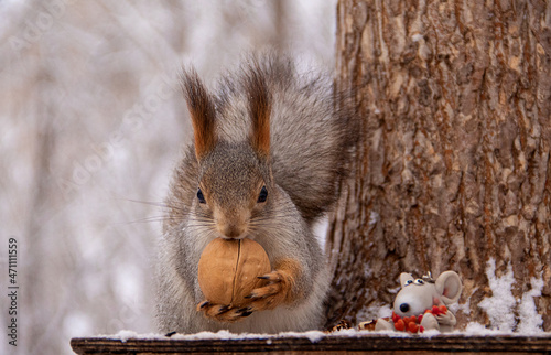 squirrel on the tree