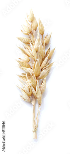Oats spike on white background
