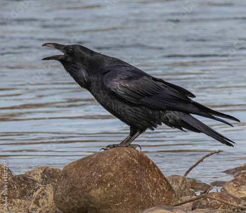 Quadro su tela raven at the river