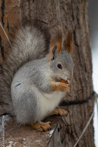 squirrel eating nut