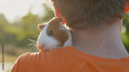 Close-up view 4k stock video portrait of cute fluffy curious guinea pig (home pet) sitting on shoulder of owner at sunny magic backlight of sunset sun light summer nature green bokeh background