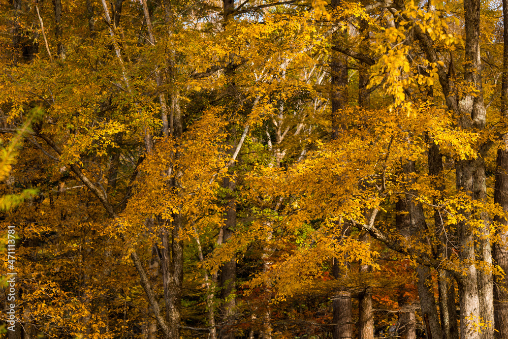 Fototapeta premium Yellow leave tree hiking trail