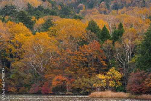 Beautiful autumn seasonal forest and lake