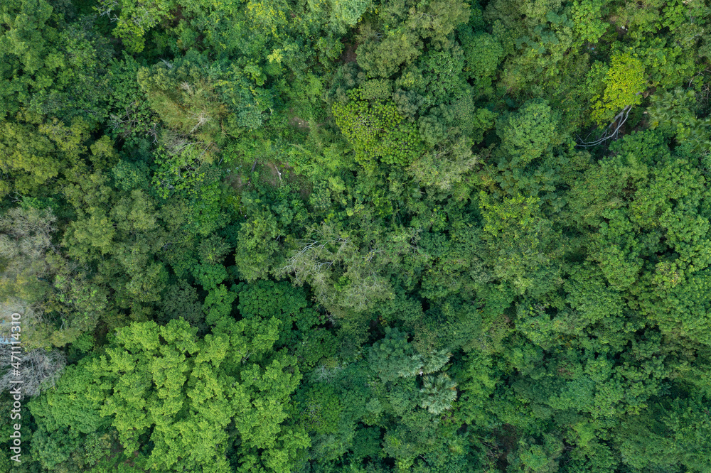 Top down view of the forest