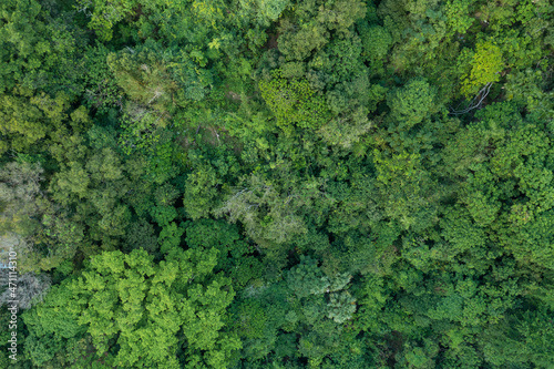 Top down view of the forest