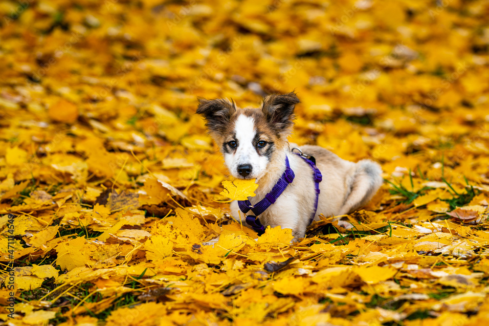 Obraz premium Border Collie puppy dog in yellow autumn leaves