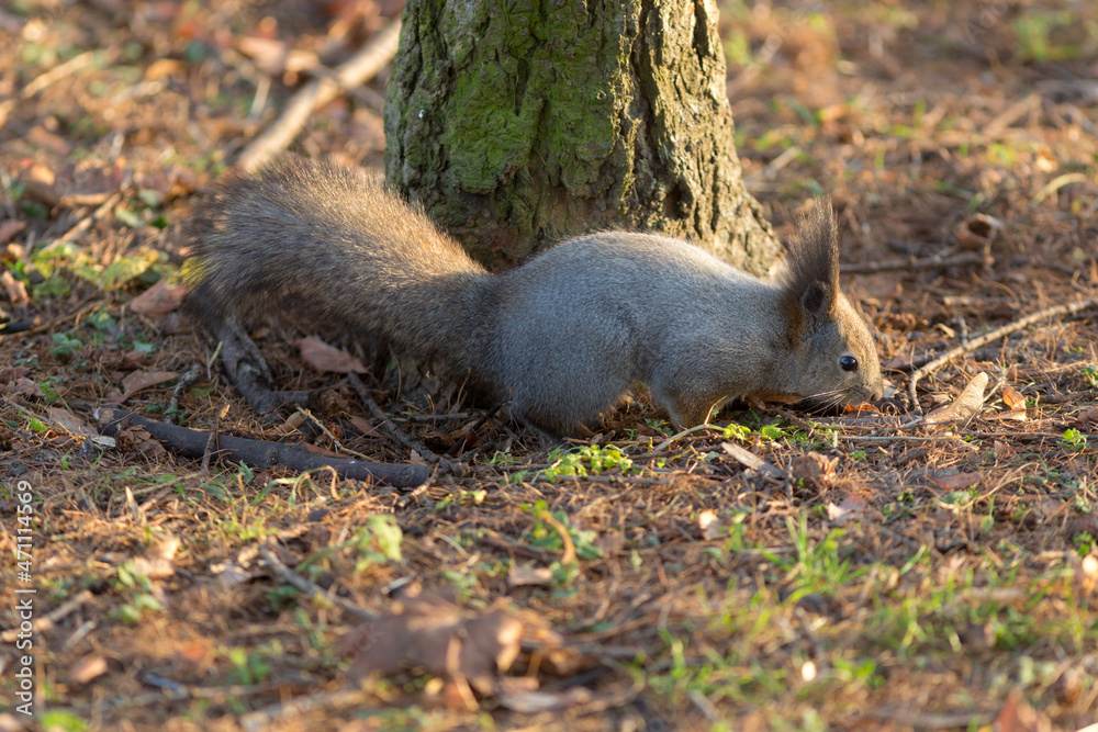 squirrel portrait on the ground squirrel portrait on the ground