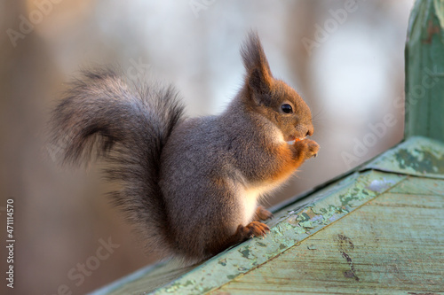 squirrel on the roof