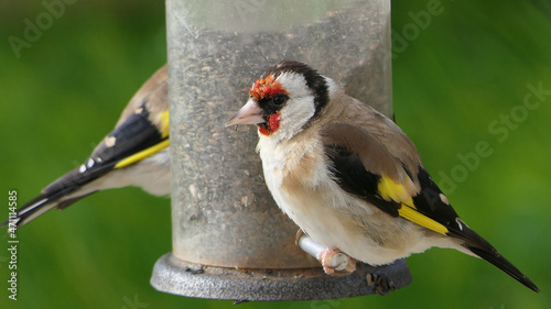 Goldfinch chick feeding from Tube peanut seed Feeder at table