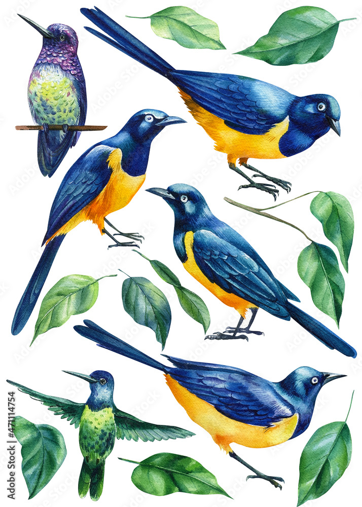 Obraz premium Hummingbird and glossy starling on a white background, watercolor illustration. Tropical birds and ficus leaves