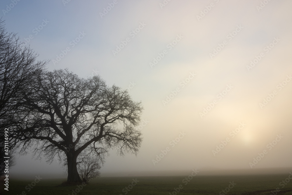 Kahle Eiche im Nebel, Baumbestattung, Waldfriedhof, Friedwald	