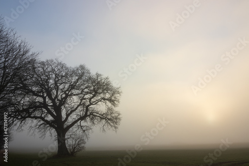 Kahle Eiche im Nebel, Baumbestattung, Waldfriedhof, Friedwald 