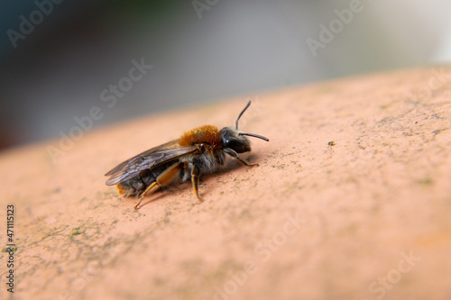 macro abeille