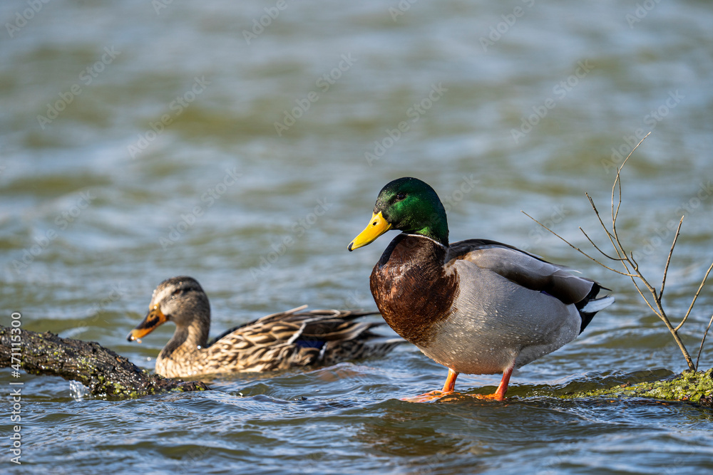 Mallard duck mates swimming in pond. Drake and Hen Mallard ducks. Male and Female ducks. Mallard duck mates swimming in pond. Drake and Hen Mallard ducks. Male and Female ducks.