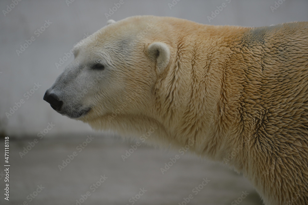 polar bear polar bear
