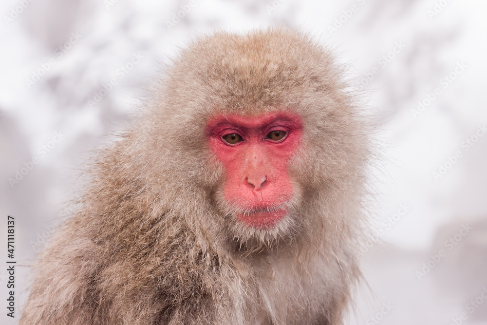 Portrait of cute snow monkey, Jigokudani Yaen-Koen, Japan. Portrait of cute snow monkey, Jigokudani Yaen-Koen, Japan.