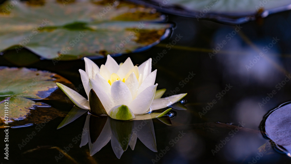 eine Lotusblume auf der Wasseroberfläche