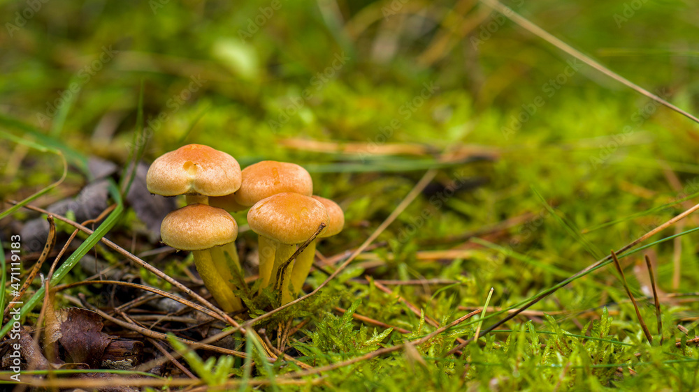 Pilze im Wald - Moos Pilze im Wald - Moos