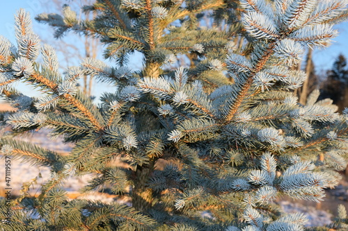 Beautiful blue spruce in winter