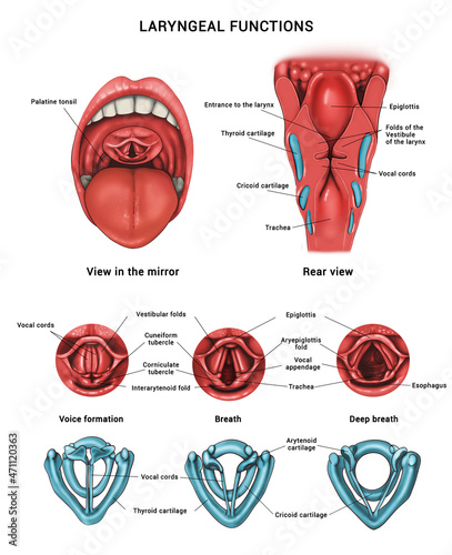 Laryngeal functions. Anatomy of the pharynx and larynx photo