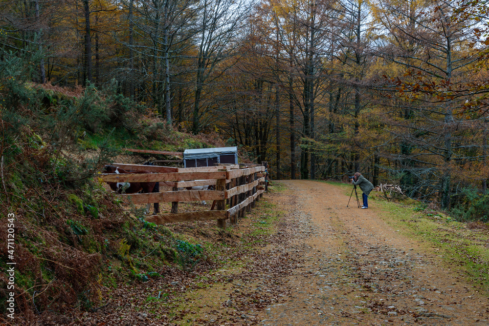 Photo in a forest in autumn passes a dirt road, from one side a photographer points his camera at a tripod to a fence of wooden boards to take pictures of some horses that are locked up Photo in a forest in autumn passes a dirt road, from one side a photographer points his camera at a tripod to a fence of wooden boards to take pictures of some horses that are locked up