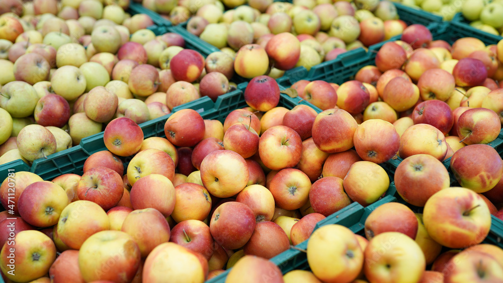 Green and red apples on shelf at the farmers market Green and red apples on shelf at the farmers market