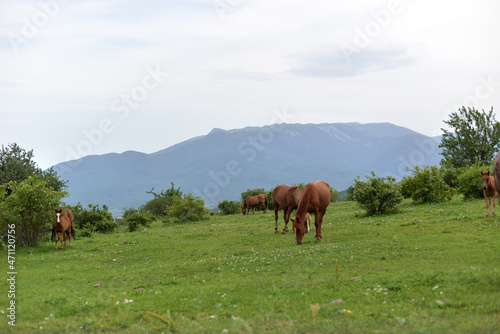 cows on the meadow