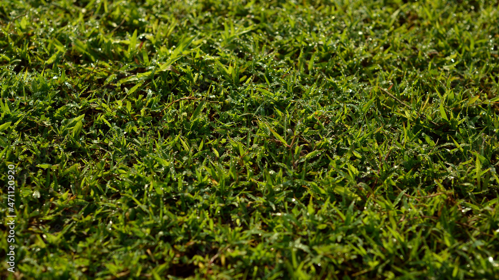 green grass background