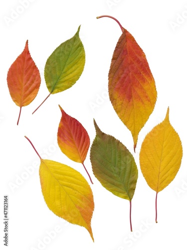 arrangement of multicolor autumnal leaves of Prunus serrulata tree 
