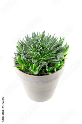 Succulent aloe houseplant with green thorny leaves in flower pot isolated on white