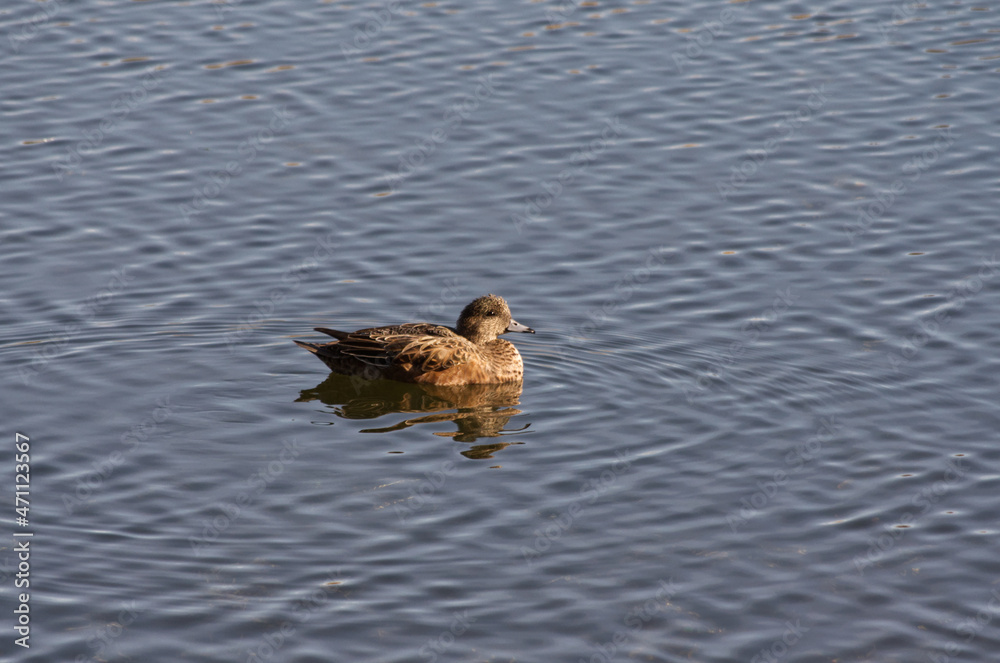 An American Wigeon in the Water An American Wigeon in the Water