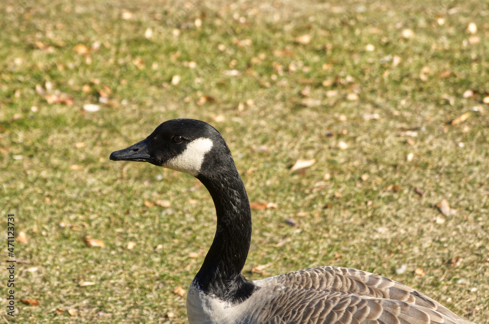 Close up of a Canada Goose Close up of a Canada Goose