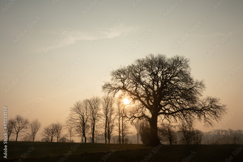 Fototapeta premium Silhouette of a bare tree as natural burial concept