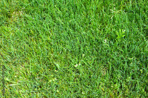 Green grass backround. Fragment of golf lawn. Copyspace