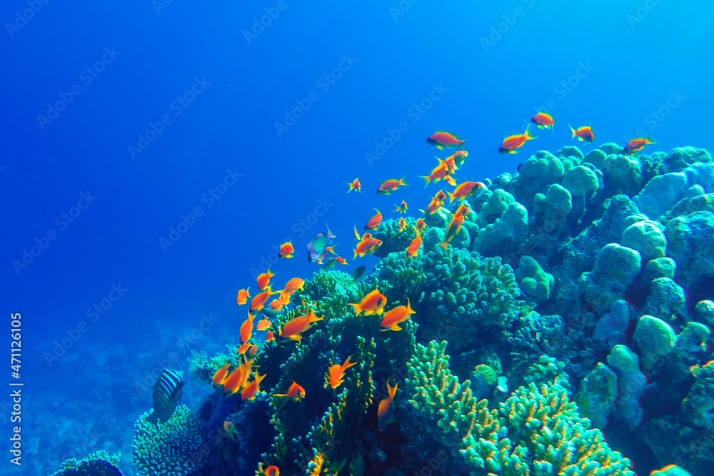 Naklejka premium colorful coral reef and bright fish