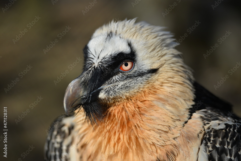Fototapeta premium the bearded bird
