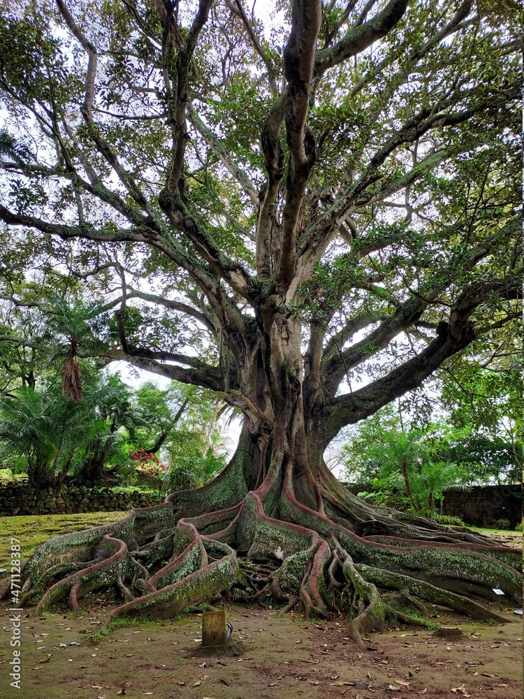 Giant tree at a public european park, with extremely large roots and branches Giant tree at a public european park, with extremely large roots and branches