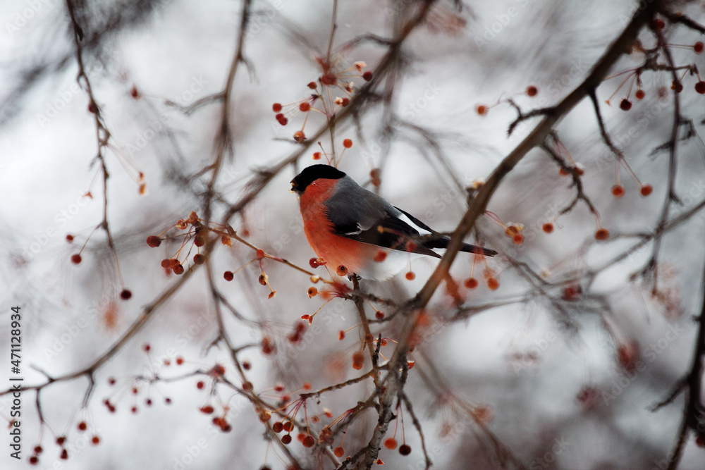 red cardinal on branch red cardinal on branch
